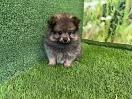 Miniature Spitz male Puppy for sale 010515765